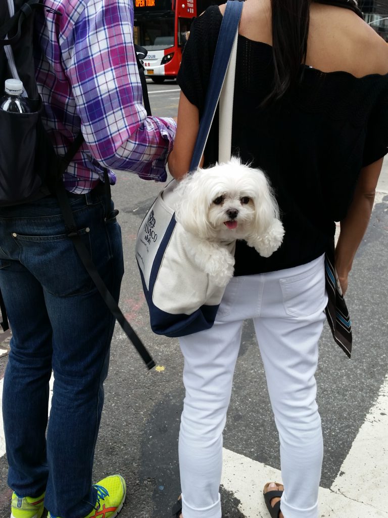 american airlines pet documents