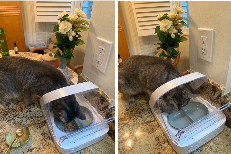 selective pet feeder